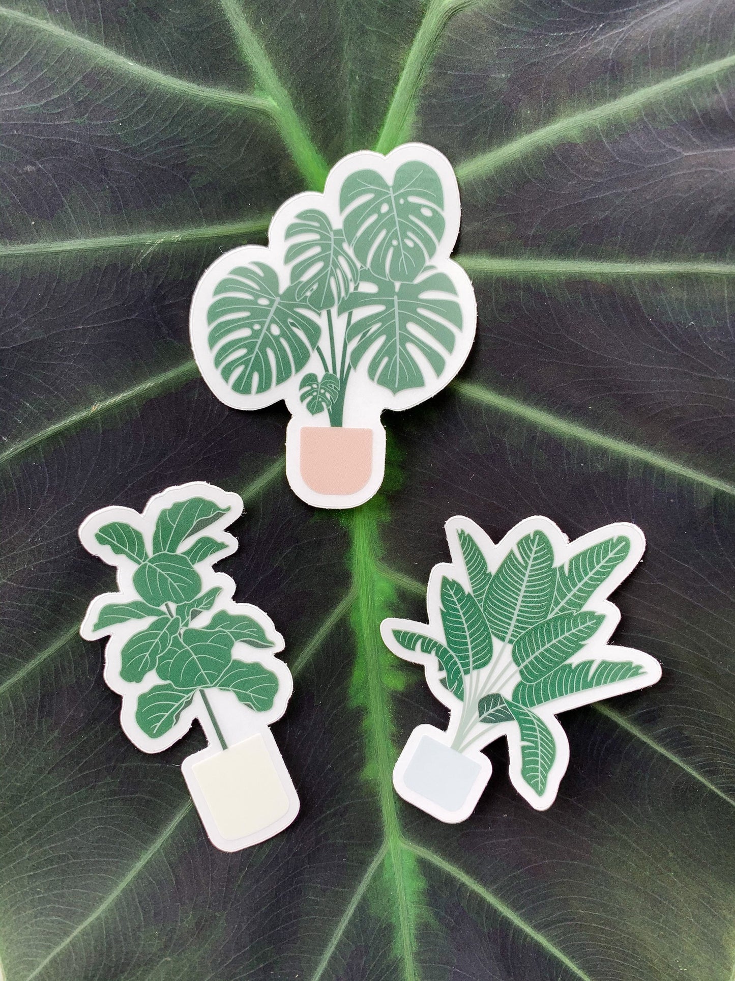 Fiddle Leaf Fig Tree Plant Clear Sticker