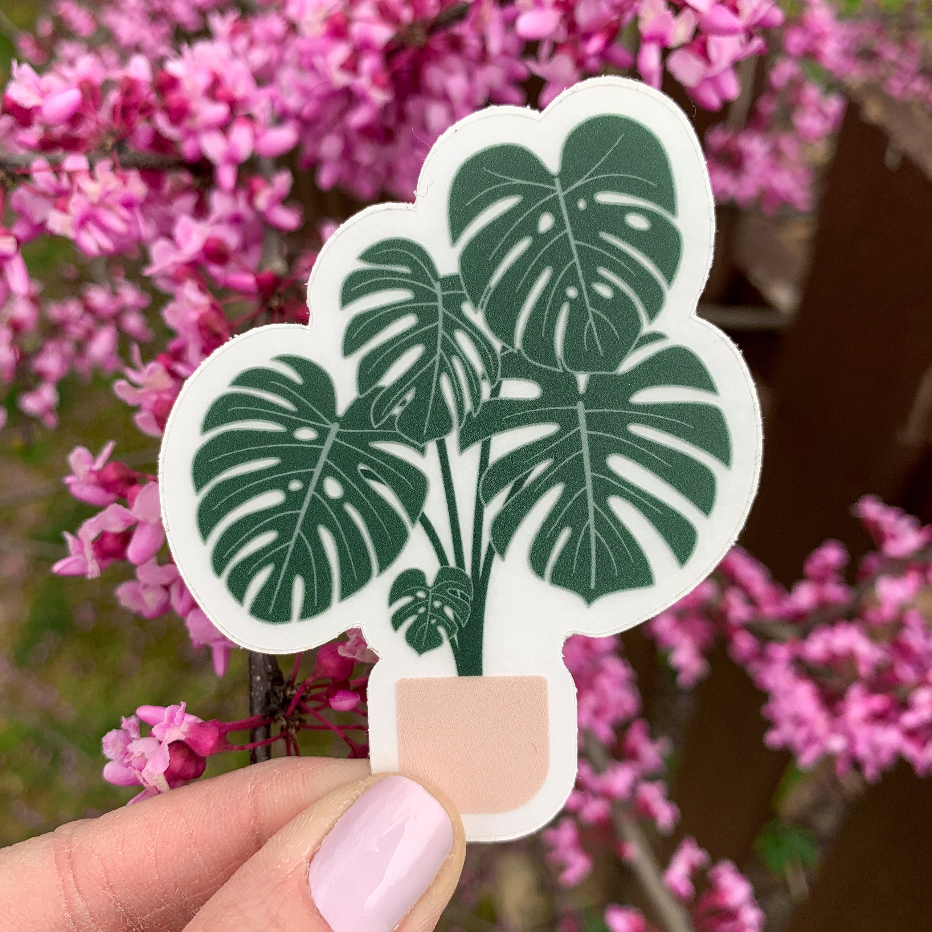 Monstera Deliciosa Plant Clear Sticker