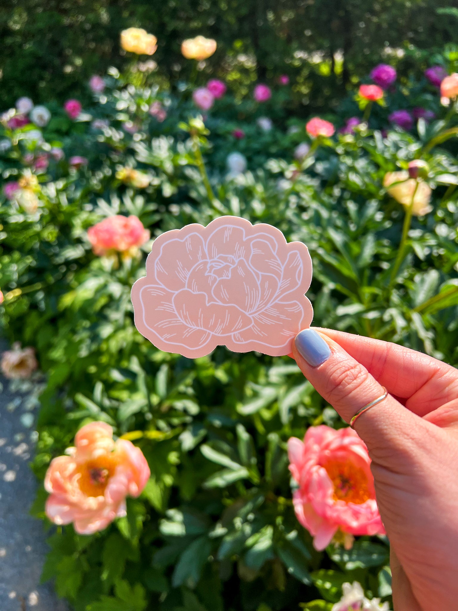 Peony Sticker