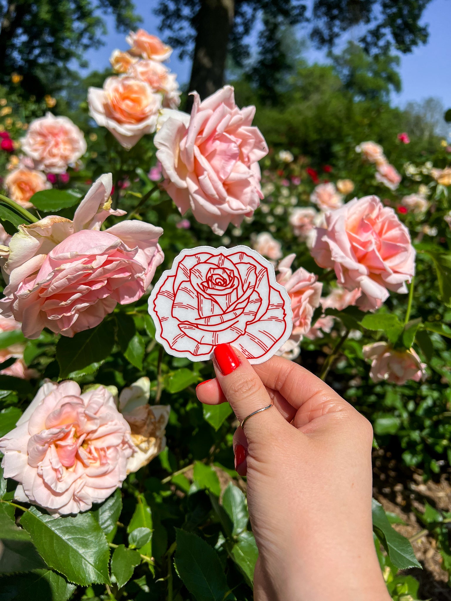 Red Rose Clear Sticker