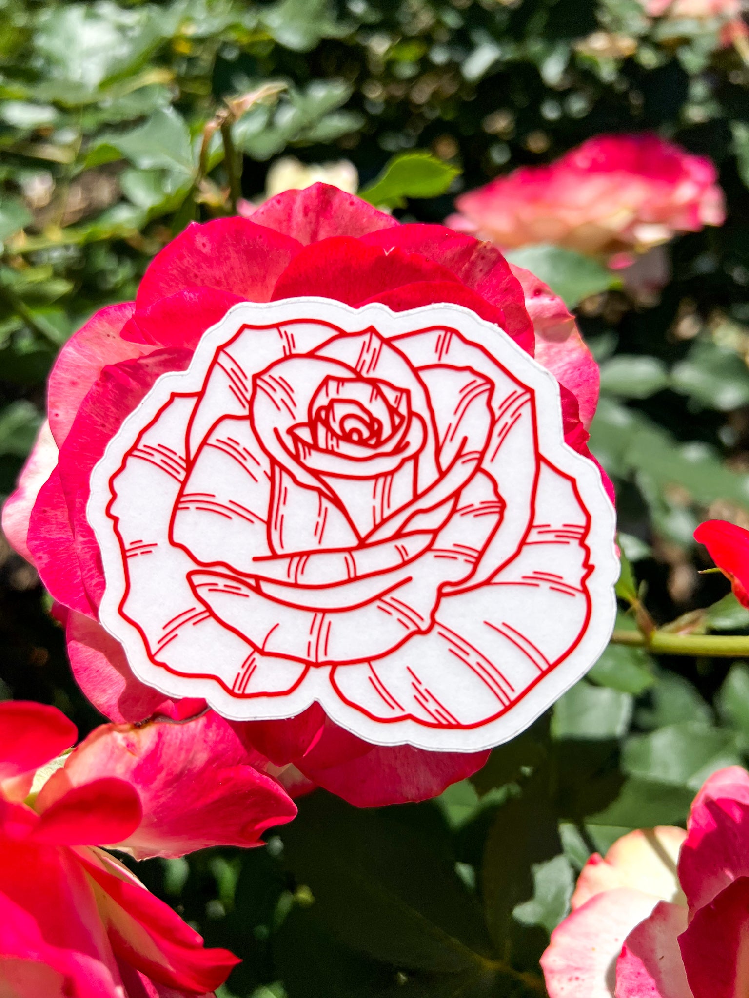 Red Rose Clear Sticker