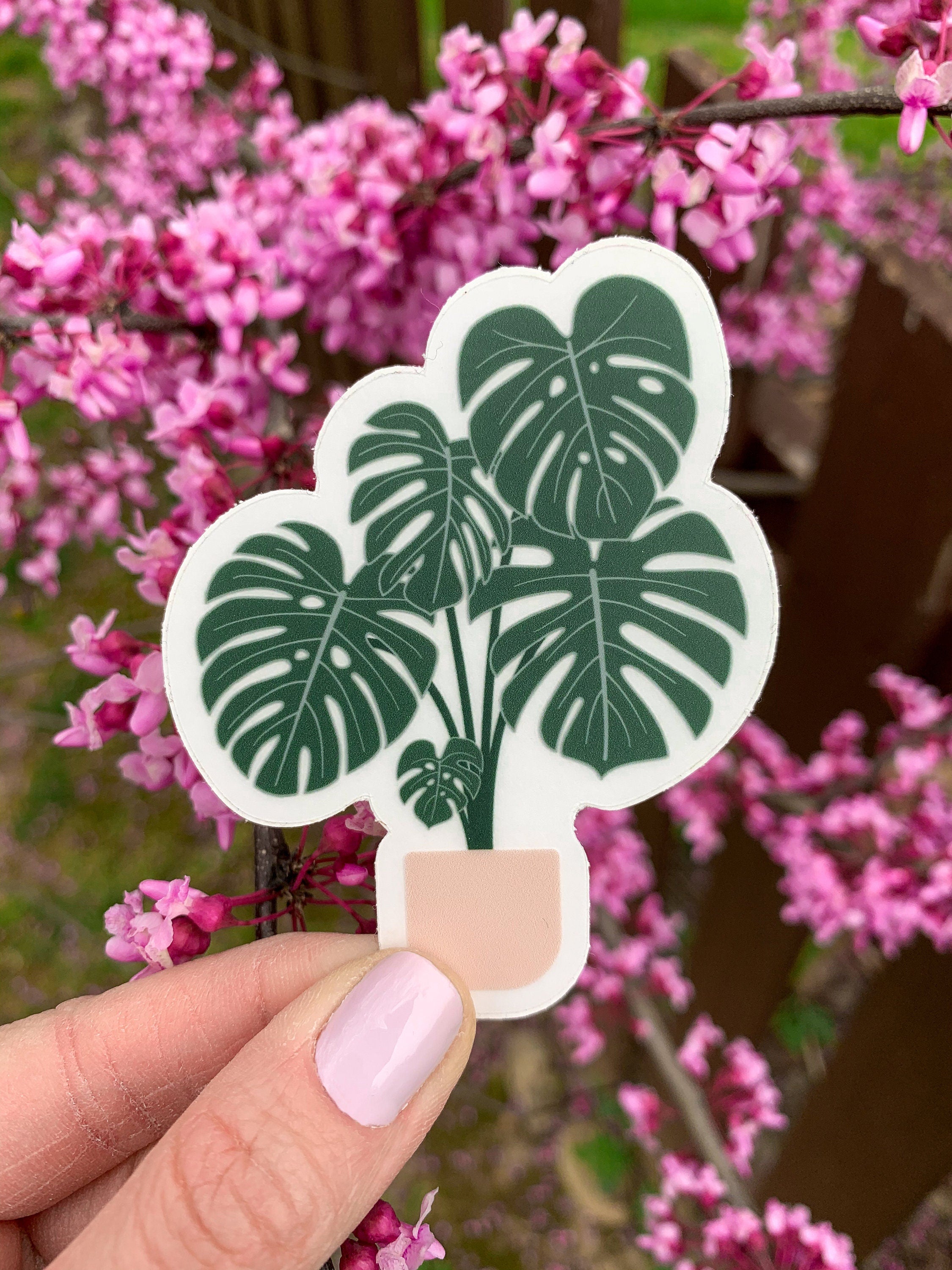 Monstera Deliciosa Plant Clear Sticker