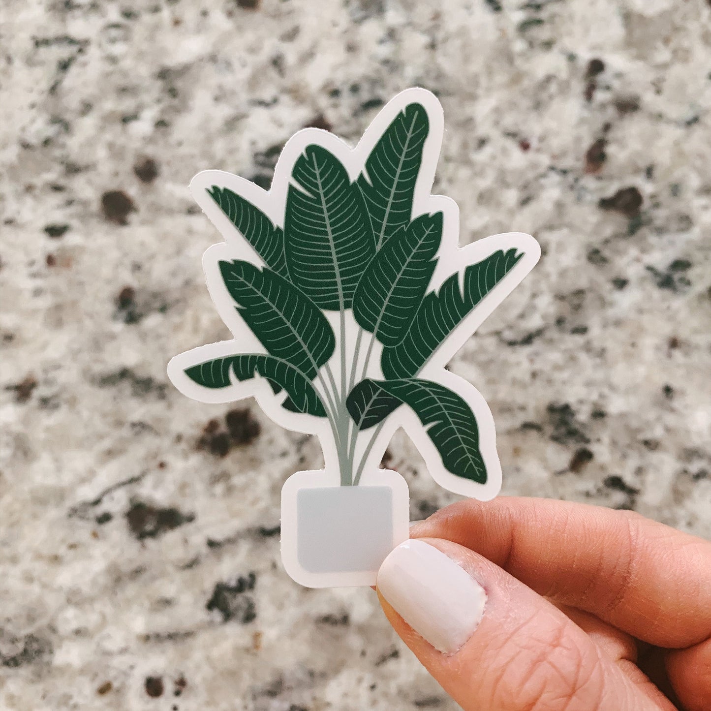Bird of Paradise Plant Clear Sticker