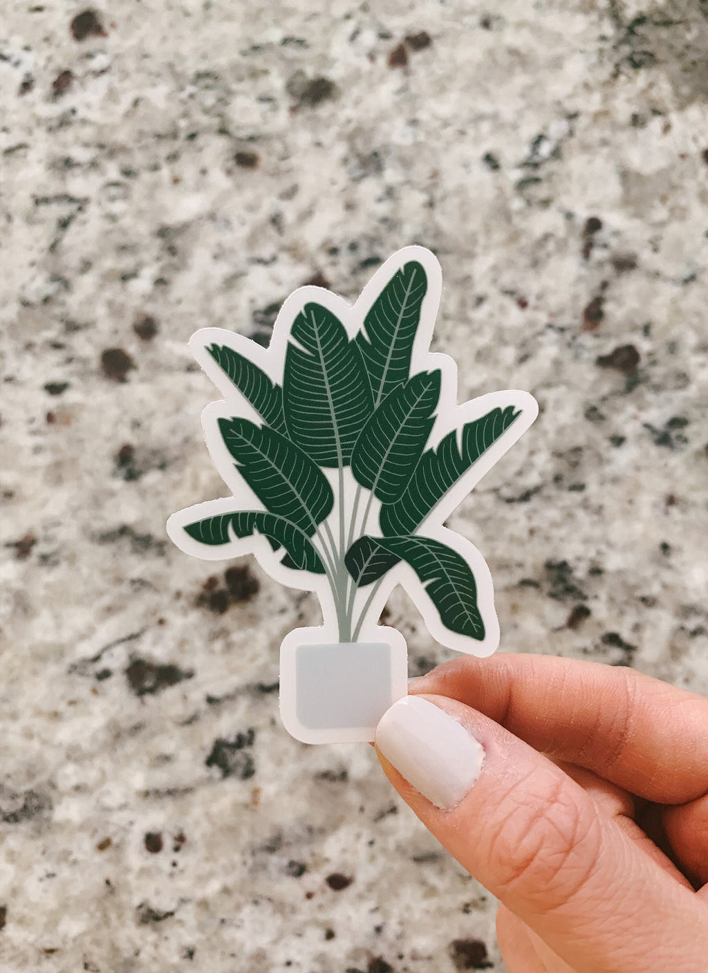 Bird of Paradise Plant Clear Sticker