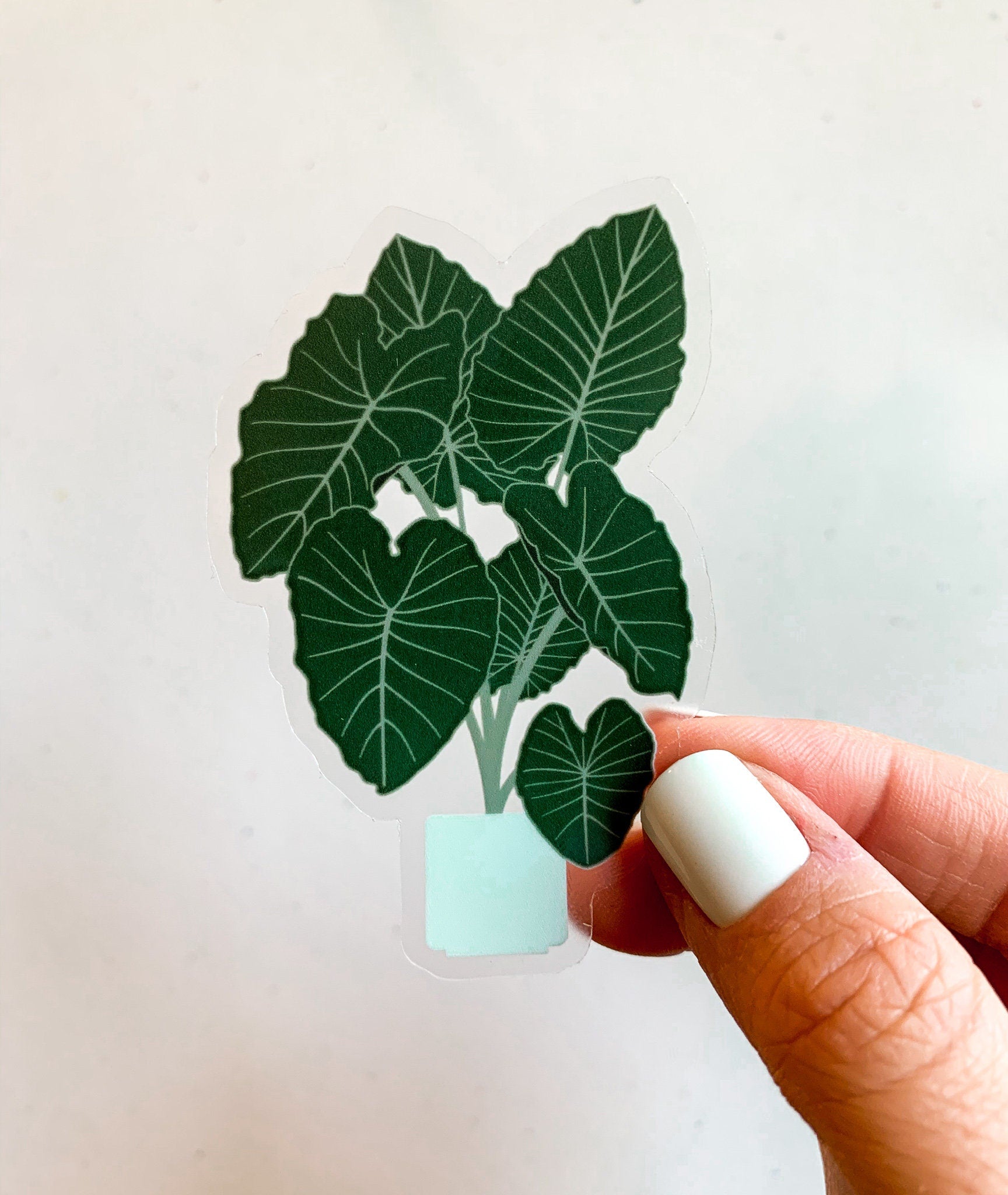 Elephant Ear Tree Clear Sticker