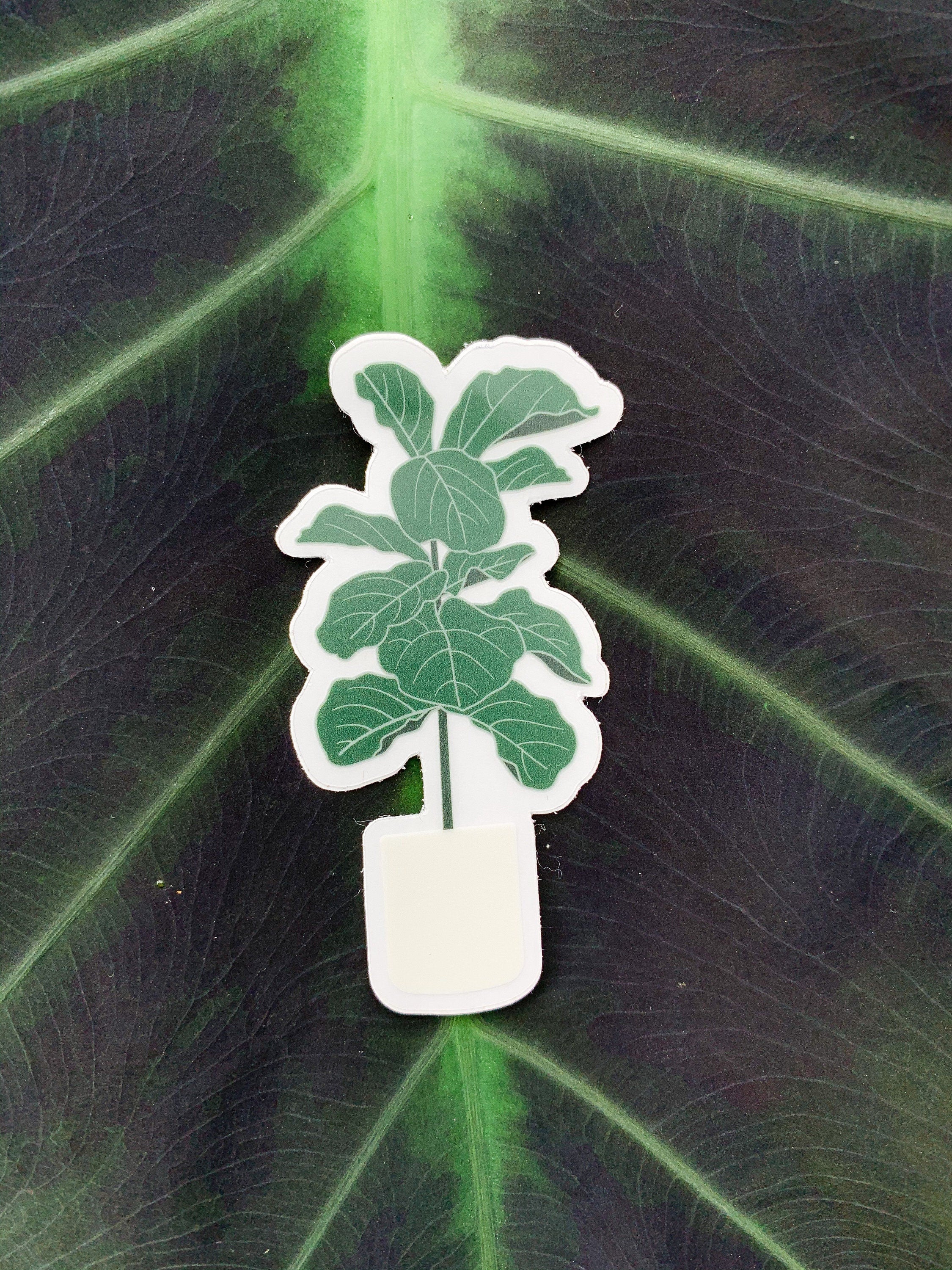 Fiddle Leaf Fig Tree Plant Clear Sticker