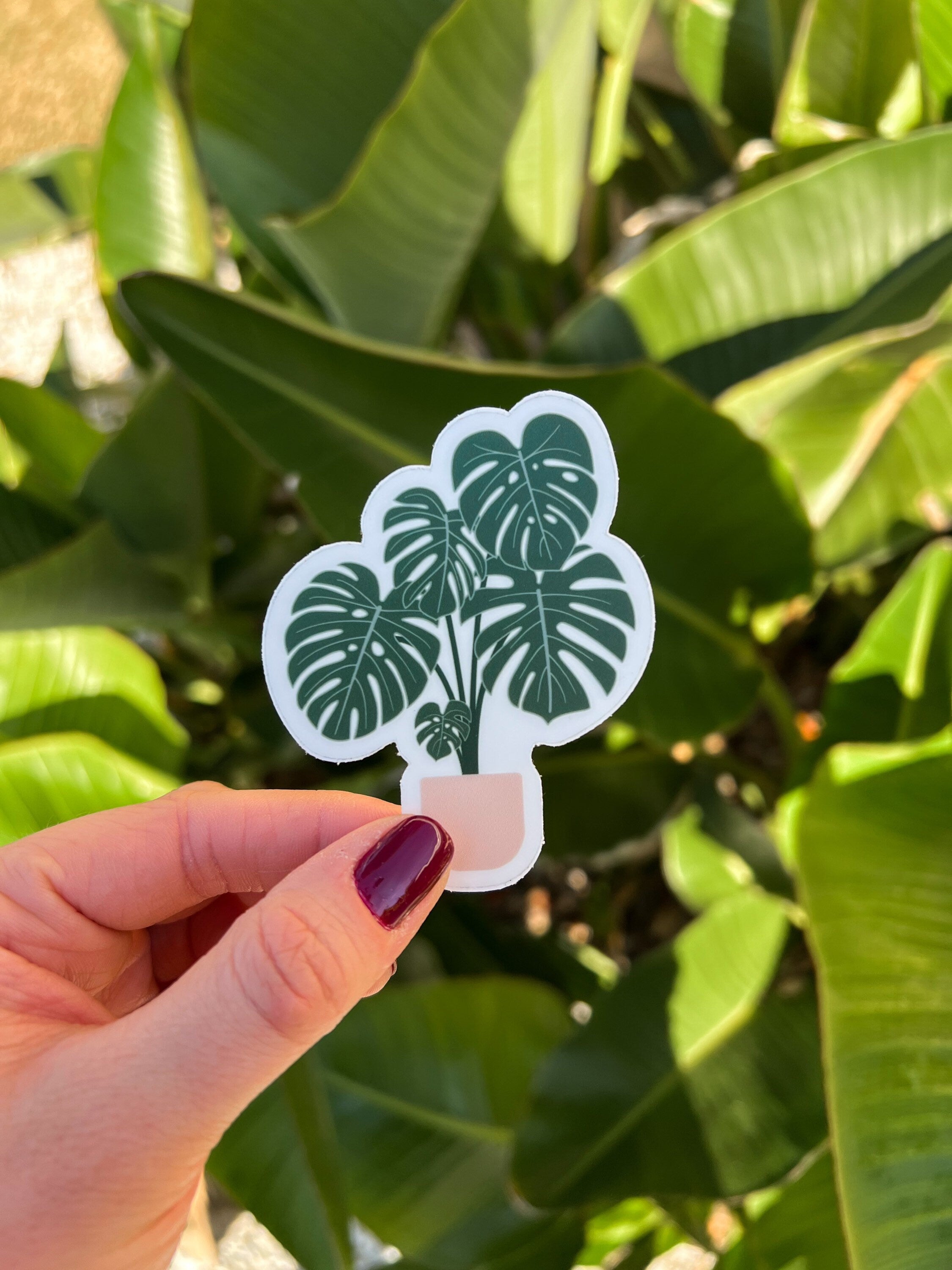 Monstera Deliciosa Plant Clear Sticker