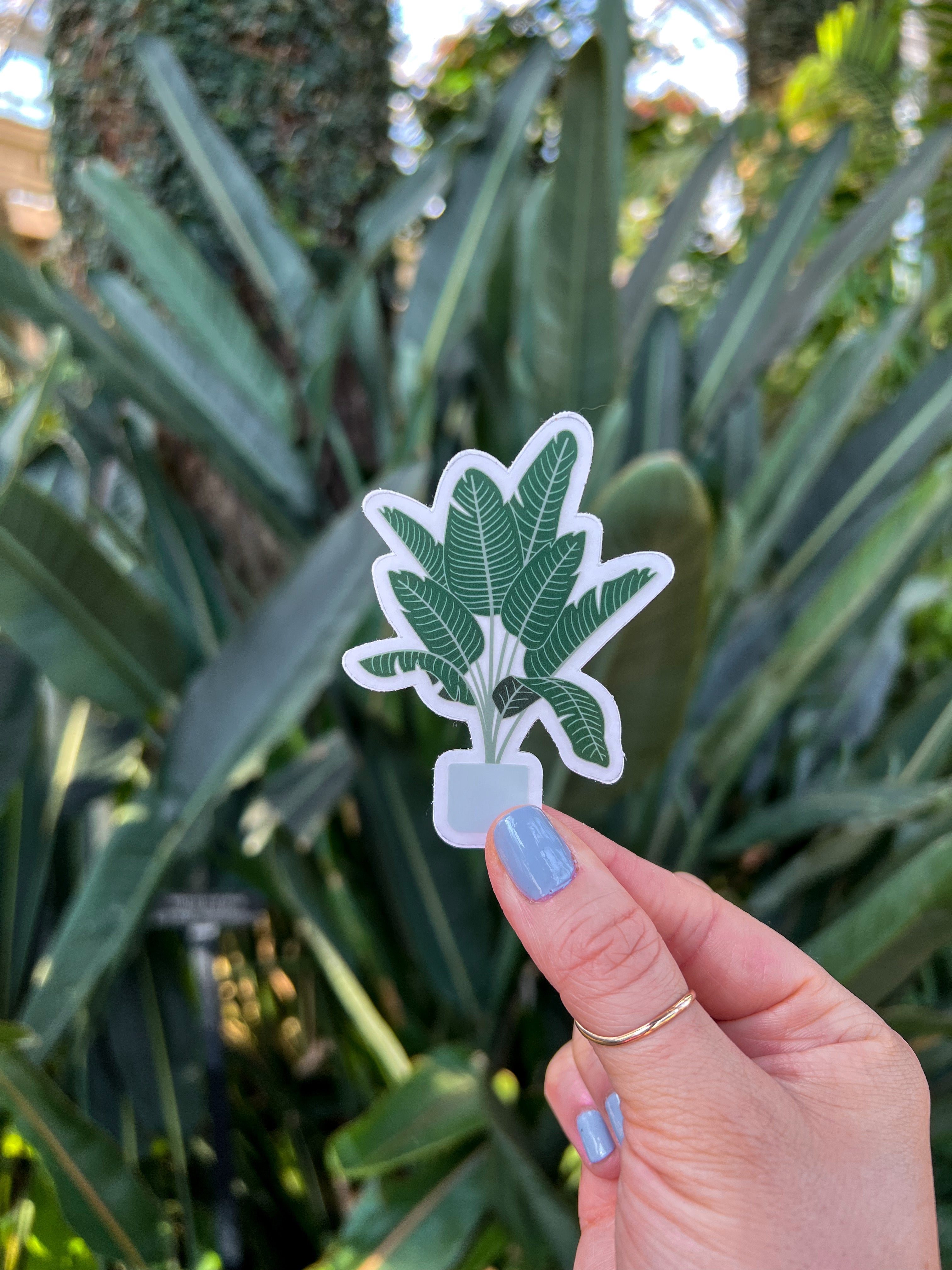 Bird of Paradise Plant Clear Sticker